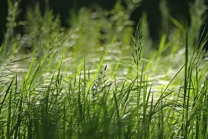 Spring In Europe Prints: Grasses, Spring, Germany