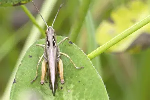 Pterygote Insects In Habitat Prints: Grasshopper perched on a leaf close up
