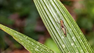 Green Leaf Detail View Prints: A grasshopper perched on a long