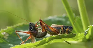 Grasshoppers Mating Prints: Grasshoppers, deciduous locusts