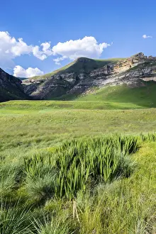 Conservation Area In Southern Africa Prints: Grassland with sandstone cliffs and cliffs