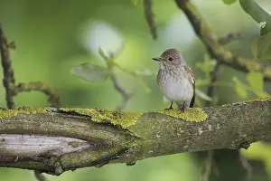 Passerine Songbird Images Prints: Grauschnapper
Grauschnpper