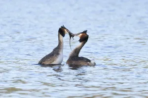 Prints of Great crested grebe (Podiceps cristatus) two adult love birds performing a weed dance during their courtship display on a lake, England, United Kingdom Dance Prints: Great Crested Grebe Courtship Dance Print, England