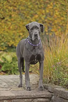 Great Dane Breed Prints: Great Dane
