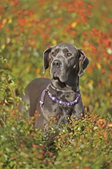 Great Dane Breed Prints: Great Dane