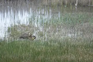 Great Bittern Bird Prints: Great or Eurasian bittern (Botaurus stellaris)