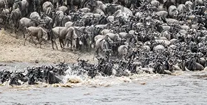 Wildebeest Migration Prints: The Great Migration