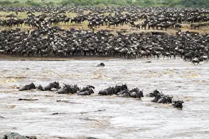 Animal Migration Africa Prints: The Great Migration