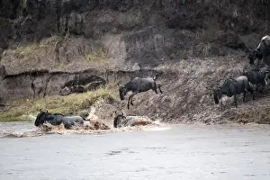 Blue Wildebeest Swimming Prints: The Great Migration