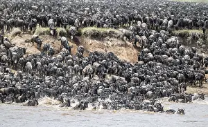 Wildebeest Migration Prints: The Great Migration