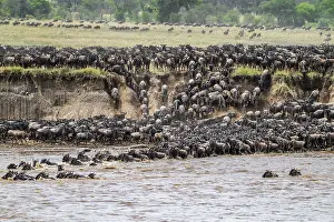 Animal Migration Africa Prints: The Great Migration