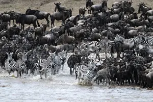 Wildebeest Migration Prints: The Great Migration