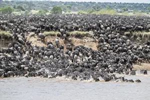 Wildebeest Herd In Water Prints: The Great Migration