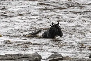 Prints of The Great Migration: a wildebeest (Connochaetes taurinus) swims across the Mara River and is attacked by a crocodile - a dramatic scene in the Serengeti Wildebeest Prints: The Great Migration Print: Wildebeest Attacked by Crocodile