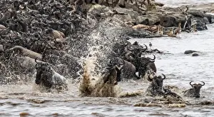 Prints of The Great Migration, Huge herds of wilderbeast (Connochaetes taurinus) crossing the Mara river and swimming to the other side, Serengeti Nationalpark, Tanzania Wildebeest Prints: The Great Migration Print: Wildebeest Cross Mara River, Tanzania