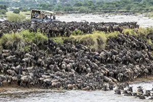 Prints of The Great Migration, Huge herds of wilderbeast (Connochaetes taurinus) crossing the Mara river and swimming to the other side, Serengeti Nationalpark, Tanzania Wildebeest Prints: The Great Migration Print: Wildebeest Cross Mara River, Tanzania