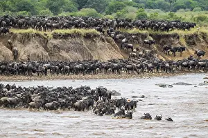 Prints of The Great Migration, Huge herds of wilderbeast (Connochaetes taurinus) crossing the Mara river and swimming to the other side, Serengeti Nationalpark, Tanzania Wildebeest Prints: The Great Migration Print: Wildebeest Cross Mara River, Tanzania
