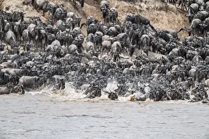 Prints of The Great Migration: Huge herds of wildebeest (Connochaetes taurinus) swimming across the Mara River to the opposite bank, Serengeti, Tanzania Wildebeest Prints: The Great Migration: Wildebeest Crossing the Mara River Print