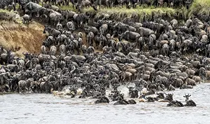 Prints of The Great Migration, Huge herds of wilderbeast (Connochaetes taurinus) crossing the Mara river and swimming to the other side, Serengeti Nationalpark, Tanzania Wildebeest Prints: The Great Migration, Wildebeest Crossing Mara River Print