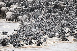 Prints of The Great Migration: Huge herds of wildebeest (Connochaetes taurinus) swimming across the Mara River to the opposite bank, Serengeti, Tanzania Wildebeest Prints: The Great Migration: Wildebeest Cross Mara River Print