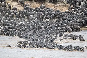Prints of The Great Migration: Huge herds of wildebeest (Connochaetes taurinus) swimming across the Mara River to the opposite bank, Serengeti, Tanzania Wildebeest Prints: The Great Migration: Wildebeest Cross Mara River Print