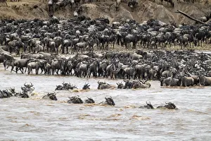 Prints of The Great Migration, Huge herds of wilderbeast (Connochaetes taurinus) crossing the Mara river and swimming to the other side, Serengeti Nationalpark, Tanzania Wildebeest Prints: The Great Migration Print: Wildebeest Cross Mara River, Tanzania