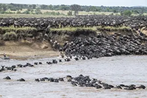 Prints of The Great Migration: Huge herds of wildebeest (Connochaetes taurinus) swimming across the Mara River to the opposite bank, Serengeti, Tanzania Wildebeest Prints: The Great Migration: Wildebeest Crossing, Print