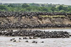 Prints of The Great Migration, Huge herds of wilderbeast (Connochaetes taurinus) crossing the Mara river and swimming to the other side, Serengeti Nationalpark, Tanzania Wildebeest Prints: The Great Migration Print: Wildebeest Cross Mara River, Tanzania