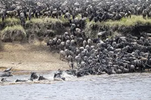 Prints of The Great Migration: Huge herds of wildebeest (Connochaetes taurinus) swimming across the Mara River to the opposite bank, Serengeti, Tanzania Wildebeest Prints: The Great Migration: Wildebeest Cross Mara River Print