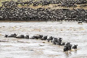Prints of The Great Migration, Huge herds of wilderbeast (Connochaetes taurinus) crossing the Mara river and swimming to the other side, Serengeti Nationalpark, Tanzania Wildebeest Prints: The Great Migration Print: Wildebeest Cross Mara River, Tanzania