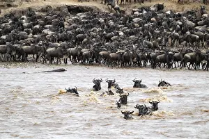 Prints of The Great Migration, Huge herds of wilderbeast (Connochaetes taurinus) crossing the Mara river and swimming to the other side, Serengeti Nationalpark, Tanzania Wildebeest Prints: The Great Migration: Wildebeest Crossing Mara River Print