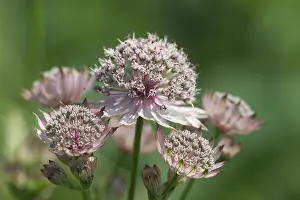Prints of Greater masterwort ( Astrantia major ) - Slovenia Slovenia Prints: Greater Masterwort Print - Astrantia major in Slovenia