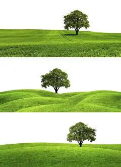 Oak Tree Isolated Prints: Green Earth