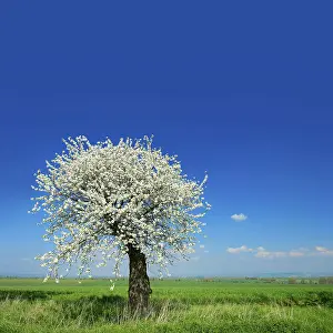 Thuringia Countryside Scenery Prints: Green fields in spring, blooming old Cherry tree (Prunus)
