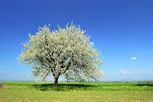 Cherry Blossom Tree Prints: Green fields in spring, blossoming cherry tree