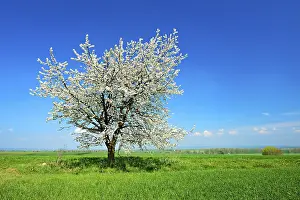 Uninhabited Countryside Scenes Prints: Green fields in spring, flowering Cherry tree (Prunus)