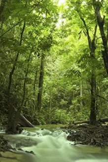 Framed Print : Green Forest and River Print Framed Print : Green Forest and River Print