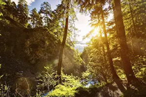 Lens Flare Photography Prints: Green forest with sunrays in summer