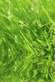 Macro Leaf Photography Prints: Green grass with reflection