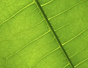 Close Up Flower Prints: Green leaf detail