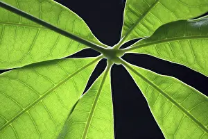 Green Leaf Close Up Prints: Green leaf