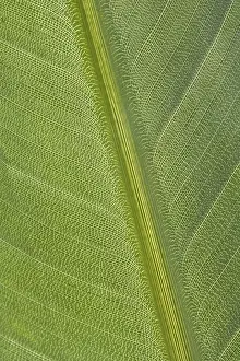 Deserted Plant Structure Prints: Green leaf