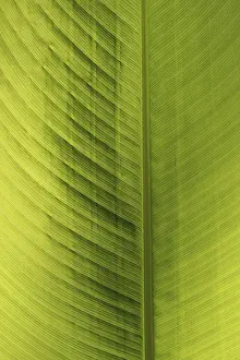 Close View Of A Leaf Prints: Green leaf, detail