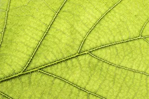 Green Leaf Close Up Prints: Green leaf close up