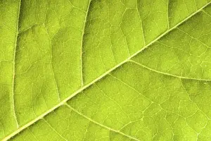 Deserted Plant Section Prints: Green leaf close up