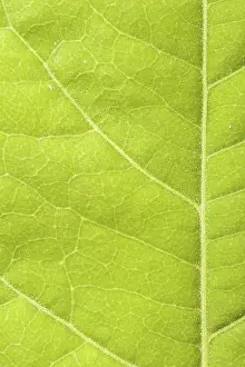 Close Up Green Leaf Prints: Green leaf close up