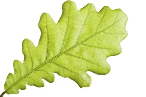 Close Up Leaf Prints: Green leaf close up