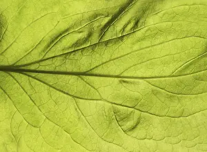 Backlit Plant Photography Prints: Green leaf close up texture. Abstract spring background