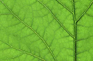 Uninhabited Plant Life Prints: Green leaf macro
