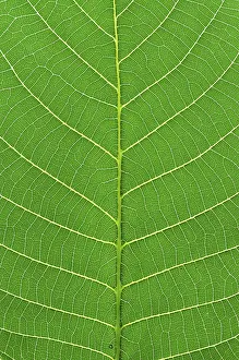 Green Leaf Macro Photography Prints: Green leaf macro